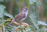 Rufous-winged Sparrowborder=